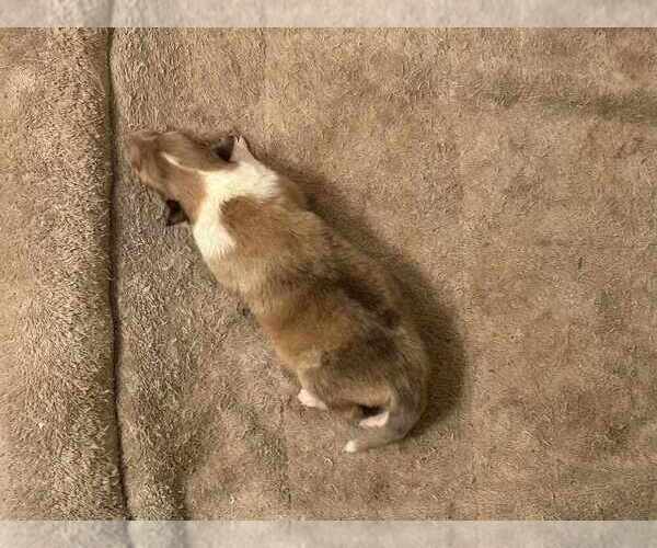 Medium Photo #22 Collie Puppy For Sale in HIGH POINT, NC, USA