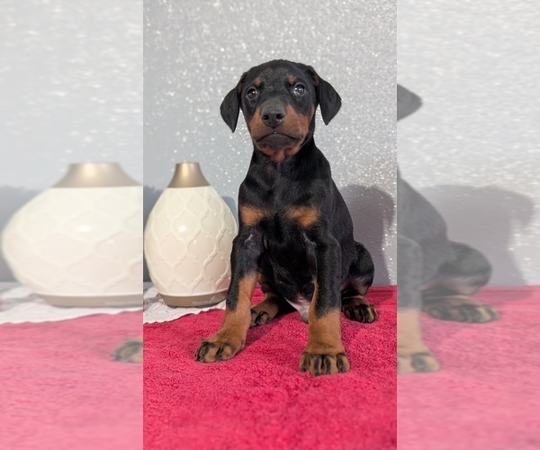 Medium Photo #30 Doberman Pinscher Puppy For Sale in GOSHEN, IN, USA