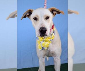 Great Dane-Unknown Mix Dogs for adoption in Bakersfield, CA, USA