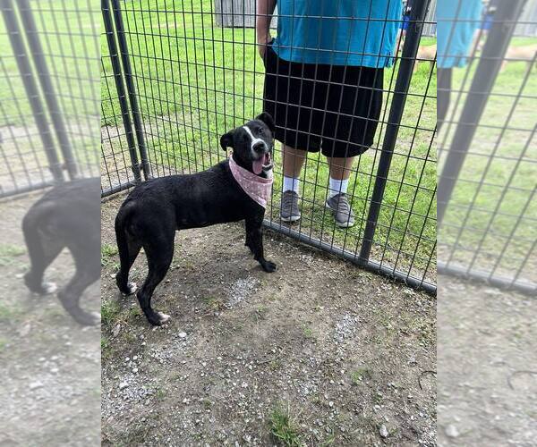 Medium Photo #3 Mutt Puppy For Sale in Abbeville, LA, USA