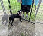 Small #2 Mutt