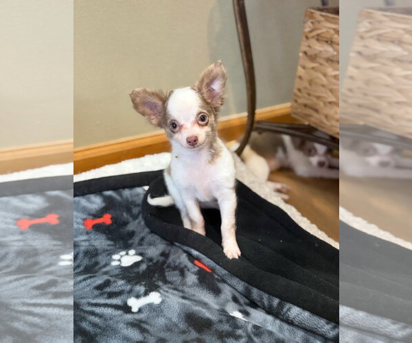 Medium Photo #3 Chiranian Puppy For Sale in Grafton, WI, USA