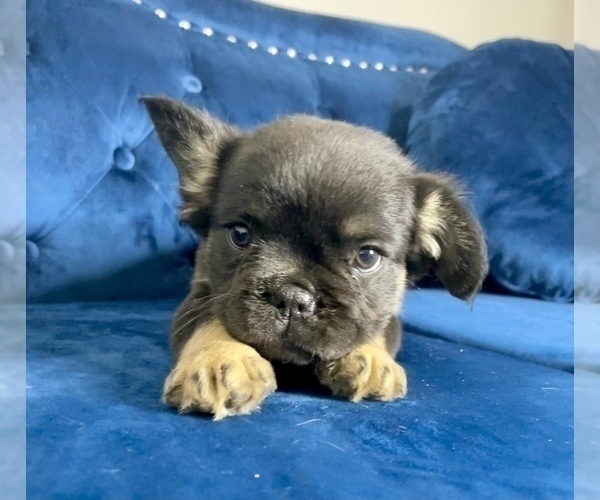 Medium Photo #29 French Bulldog Puppy For Sale in BEVERLY HILLS, CA, USA