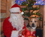Small #5 American Staffordshire Terrier Mix