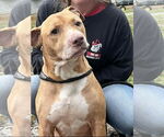 Small #5 American Pit Bull Terrier Mix