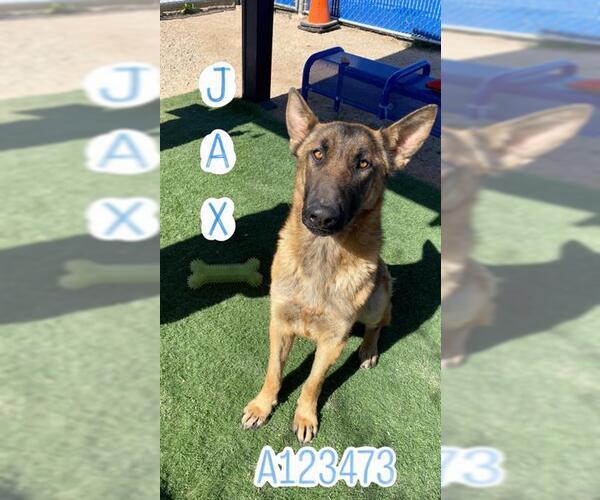 Medium Photo #1 Mutt Puppy For Sale in HESPERIA, CA, USA