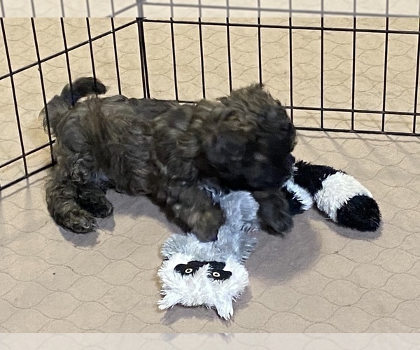 Medium Photo #9 Shih-Poo Puppy For Sale in GLOUCESTER, VA, USA