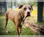 Small Rhodesian Ridgeback Mix