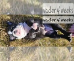 Small Photo #11 Boston Terrier Puppy For Sale in GENOA, NE, USA