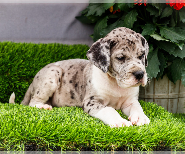 Medium Photo #4 Great Dane Puppy For Sale in WAKARUSA, IN, USA