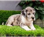 Small #3 Great Dane
