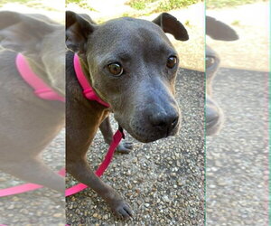Mutt Dogs for adoption in Wenonah, NJ, USA