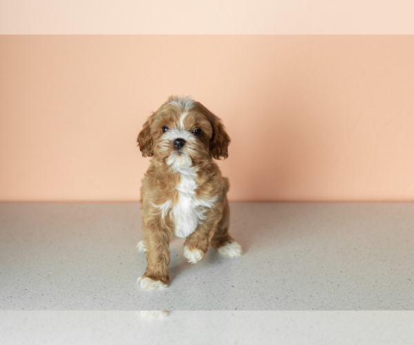Medium Photo #4 Cavapoo mix (+ Poodle Miniature) Puppy For Sale in MILLERSBURG, IN, USA