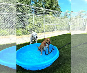 Blondie - Female Mutt Dog for Adoption - Photo #2
