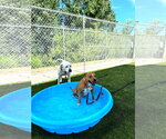 Small Photo #2 Mutt Puppy For Sale in Shelburne, VT, USA