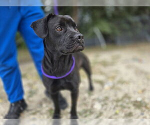 Labrador Retriever Dogs for adoption in Ocala, FL, USA