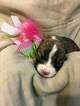 Small Photo #2 Pembroke Welsh Corgi Puppy For Sale in BEMIDJI, MN, USA