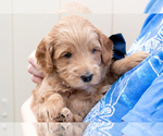 Small #4 Goldendoodle (Miniature)