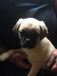 Puggle Puppy for sale in WRIGHTSTOWN, NJ, USA