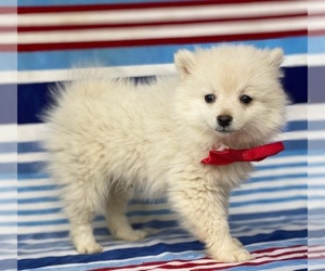 Pomeranian Puppy for sale in LANCASTER, PA, USA