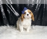 Small #2 Cavalier King Charles Spaniel