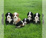 Small #1 Bernedoodle (Miniature)