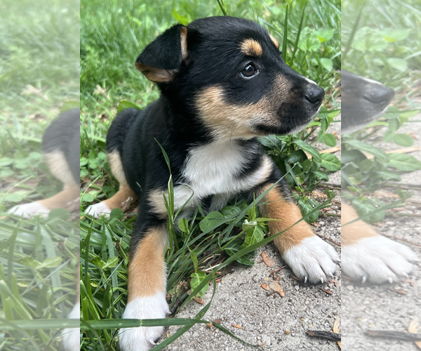 Medium Photo #3 Mutt Puppy For Sale in Rockville, MD, USA