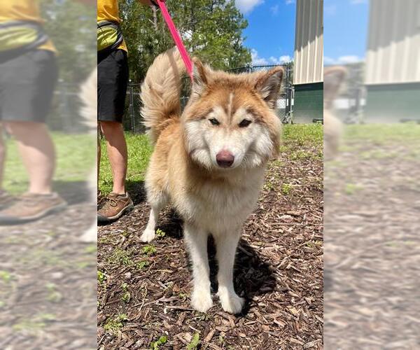 Medium Photo #1 Siberian Husky Puppy For Sale in Naples, FL, USA