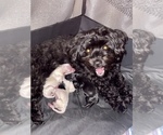 Small Photo #4 Poochon Puppy For Sale in JOHNSTOWN, PA, USA