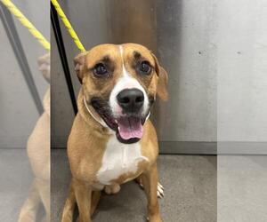 American Pit Bull Terrier Dogs for adoption in Forestville, MD, USA
