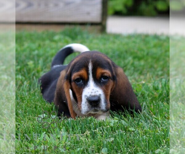Medium Photo #4 Basset Hound Puppy For Sale in MANHEIM, PA, USA
