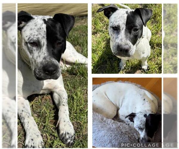 Medium Photo #2 Mutt Puppy For Sale in San Antonio, TX, USA