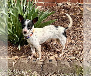 Rat Terrier Dogs for adoption in Atlanta, GA, USA