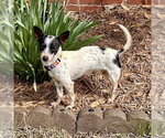 Small Rat Terrier