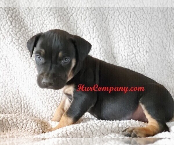 Medium Photo #4 Catahoula Leopard Dog Puppy For Sale in CUMBY, TX, USA