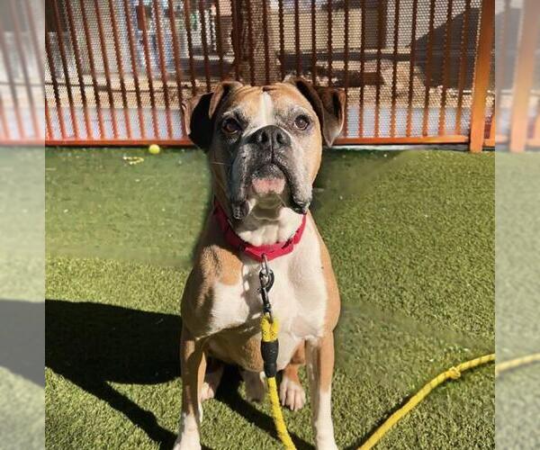 Medium Photo #2 Boxer-Unknown Mix Puppy For Sale in Las Vegas, NV, USA