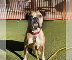 Small Photo #2 Boxer-Unknown Mix Puppy For Sale in Las Vegas, NV, USA