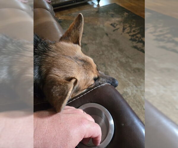 Medium Photo #1 German Shepherd Dog Puppy For Sale in Kansas City, MO, USA