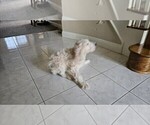 Small #8 Goldendoodle