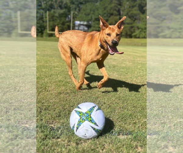 Medium Photo #2 Carolina Dog-Unknown Mix Puppy For Sale in Greenville, SC, USA