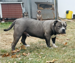 Small Photo #1 American Bully Puppy For Sale in TRENTON, NJ, USA