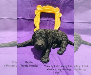 Goldendoodle Puppy for sale in DUBLIN, GA, USA