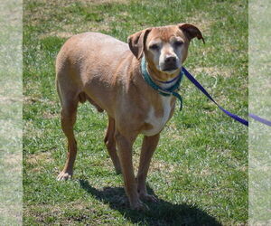 Lil Man - Male Doxle Dog for Adoption - Photo #4