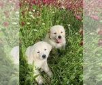 Small #12 English Cream Golden Retriever