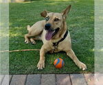 Small #1 Australian Shepherd Mix