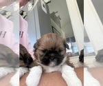 Puppy Thelma Shih Tzu