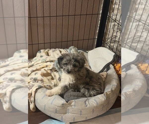 Medium Photo #6 Aussiedoodle Toy Puppy For Sale in RIDGEFIELD, WA, USA
