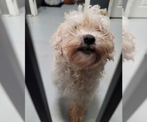 Fraizer Kern #0551 - Male Poodle (Miniature) Dog for Adoption - Photo #2