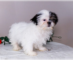 Small #10 Shih Tzu