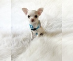 Small #5 Chihuahua